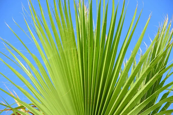 Primo Piano Una Grande Foglia Piegata Una Palma Con Sole — Foto Stock