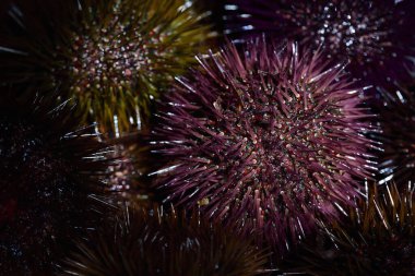 Uzun dikenli ve farklı renklerde birkaç taze deniz kestanesi yan yana uzanır ve bir arka plan oluştururlar.