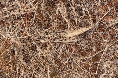 Kurak topraklardaki kurak otların arka planı yaz aylarında kuraklık sırasında