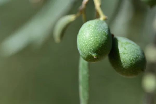 Close Duas Azeitonas Verdes Verdes Penduradas Galho Uma Árvore Contra — Fotografia de Stock