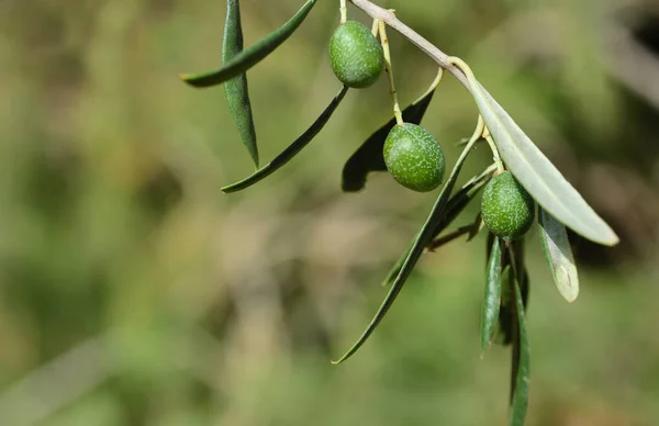 Primer Plano Dos Aceitunas Verdes Inmaduras Colgadas Una Rama Árbol — Foto de Stock