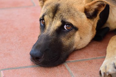 Yaklaş ve başını fayanslara dayayıp kameraya bakan genç kahverengi bir köpeğin portresini yap.