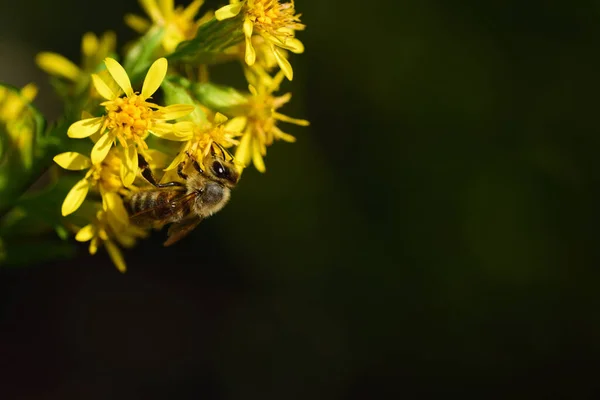 Před Tmavým Pozadím Visí Straně Obrázku Malá Včela Žlutě Kvetoucích — Stock fotografie