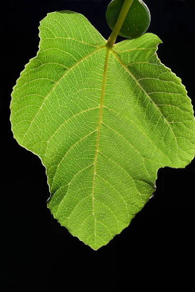 Close-up of a green fig leaf with the sun shining through it against a dark background