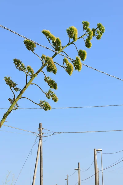 Gele Bloem Van Een Agave Groeit Tussen Vele Mogendheid Kabels — Stockfoto