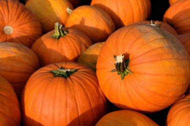 Güneşte yan yana uzanan turuncu balkabaklarından oluşan bir arka plan.