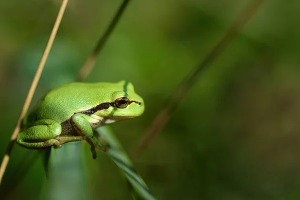 Uma Pequena Verde Senta Escondida Entre Grama Prado Galho — Fotografia de Stock