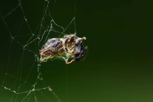 Una Abeja Está Atrapada Telaraña Tejida Telaraña Por Araña Sobre — Foto de Stock