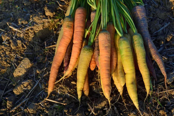 Ein Bündel Frisch Geernteter Unterschiedlich Gefärbter Möhren Liegt Der Abendsonne — Stockfoto