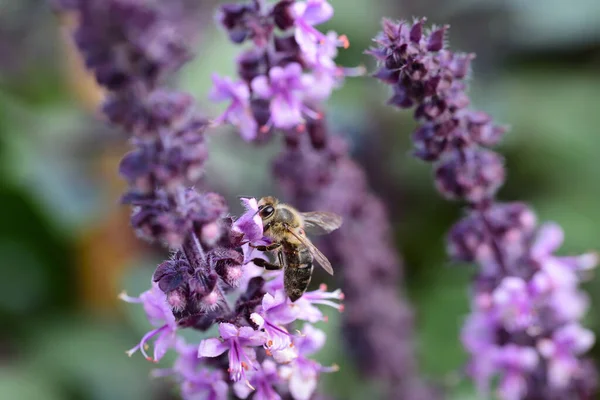 화밀을 찾아다니는 식물의 자주색 꿀벌을 매달아 놓는다 — 스톡 사진