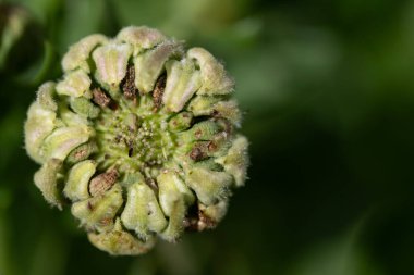 Close-up of a wilted marigold. Some of the seeds are visible. The background is green and there is space for text.