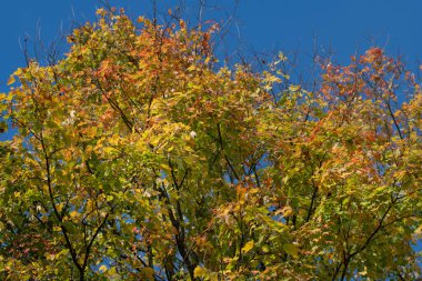 In autumn, colorful leaves hang from the trees. In the background, the blue sky.