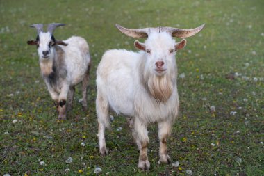 Büyük boynuzlu beyaz bir keçi çayırda duruyor. Arka planda başka bir keçi duruyor..