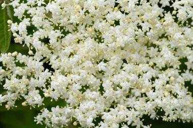 Mürver çiçeği demetine yakın çekim. Beyaz çiçekler ışıkta narin bir şekilde parlıyor..