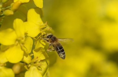 Sarı bir kolza çiçeğine doğru uçan bir bal arısının yakın çekimi. Arkaplan sarı ve metin için boşluk var.