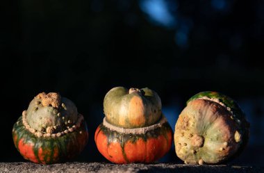 Üç küçük renkli balkabağı (Cucurbita maxima) granitin üzerinde yatar. Arka plan koyu renkli ve mavi ışık lekeleri var. Metin için boşluk var.