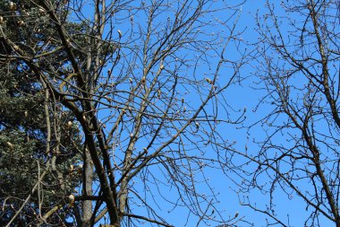 Parktaki mavi gökyüzüne karşı yaprak döken bir ağaçta şişmiş tomurcuklar.