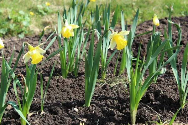 Narzissenblüten Blühen Frühling Park Auf Einem Blumenbeet — Stockfoto