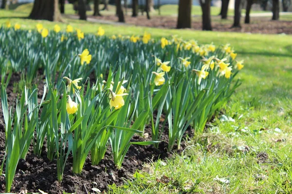 Fleurs Jonquille Fleuries Fleur Jaune Printemps Dans Parc Sur Lit — Photo