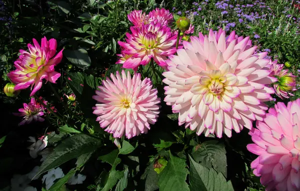 Flor de Dalia — Foto de Stock