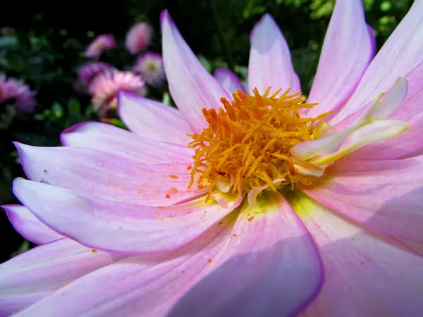 Flor — Foto de Stock