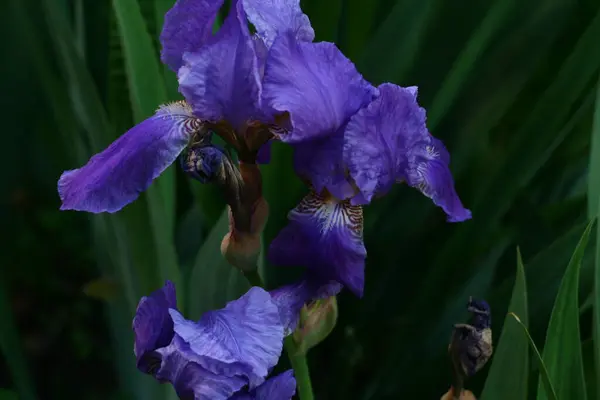 Floração Botão Íris Azul Livre — Fotografia de Stock