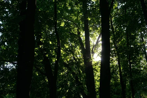 Sunlight Trees Park — Stock Photo, Image