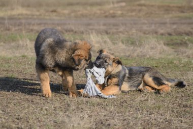 Oynayan iki Alman çoban köpek yavrusu
