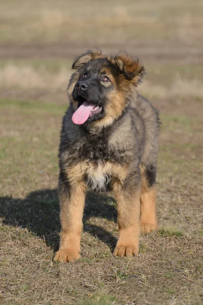 Schäferhund Welpe — Stockfoto