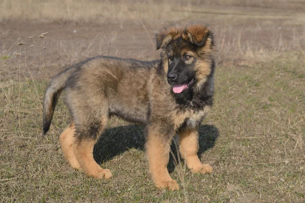 German Shepherd Puppy — Stock Photo, Image