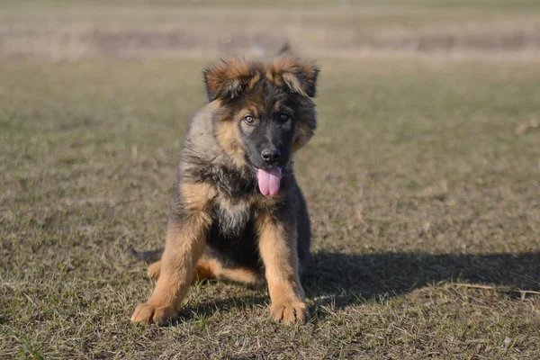 German Shepherd Puppy — Stock Photo, Image