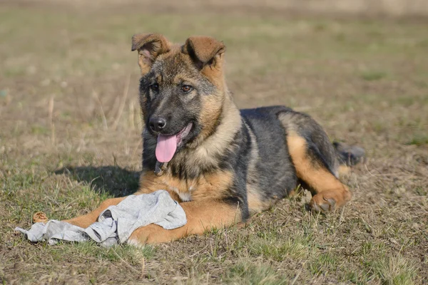 德国牧羊犬小狗扯下一件衣服 — 图库照片