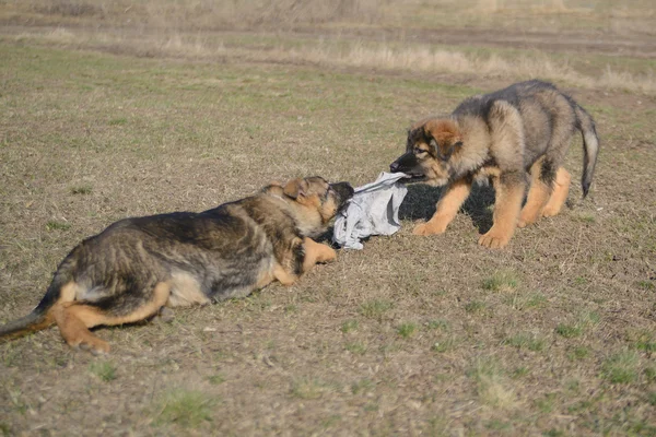 Due Pastore Tedesco cucciolo giocare — Foto Stock