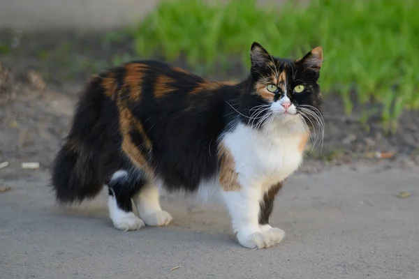 Schöne tricolor grünäugige flauschige Katze — Stockfoto