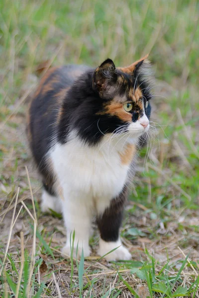 Schöne tricolor grünäugige pelzige Katze, die auf dem Gras sitzt — Stockfoto