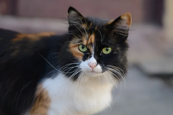 Porträt einer schönen dreifarbigen, flauschigen Katze — Stockfoto