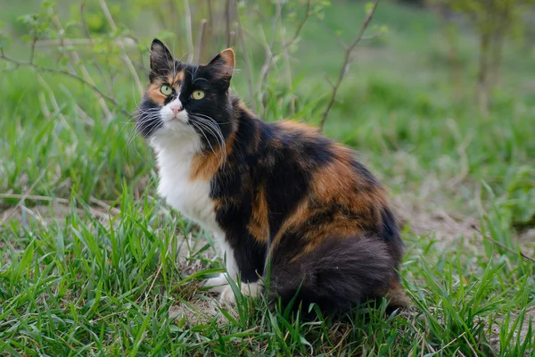 Hermoso tricolor de ojos verdes gato peludo sentado en la hierba — Foto de Stock