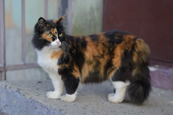 Beautiful tricolor green-eyed fluffy cat — Stock Photo, Image