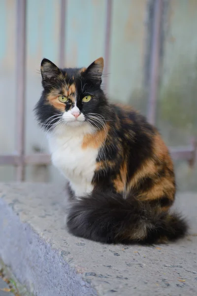 Porträt einer schönen dreifarbigen, flauschigen Katze — Stockfoto