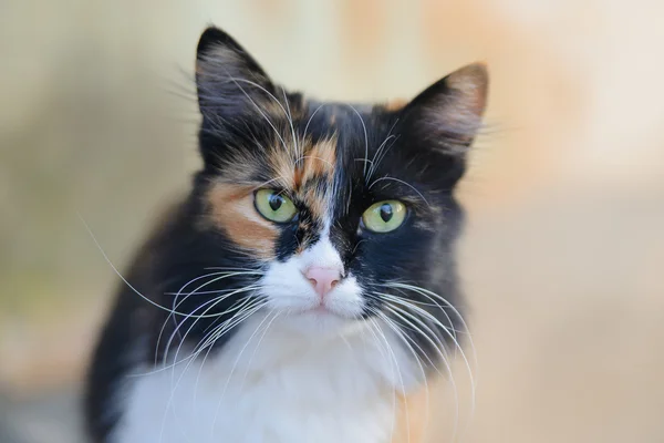 Porträt einer schönen dreifarbigen, flauschigen Katze — Stockfoto