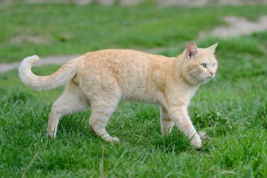 Turkuaz gözlü parlak kırmızı kedi 