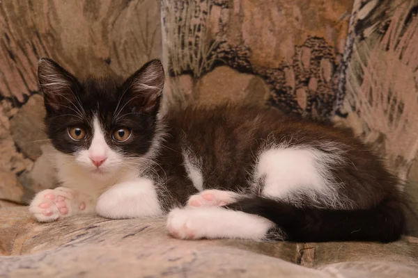 Gatito blanco y negro — Foto de Stock