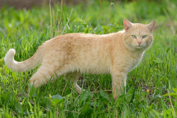 Ярко-красный кот с бирюзовыми глазами — стоковое фото