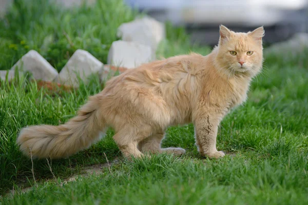 Flauschige rote Katze — Stockfoto