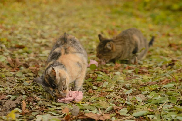 버려진 마리의 집없는 고양이가 봉사자들의 식량을 다닌다 — 스톡 사진