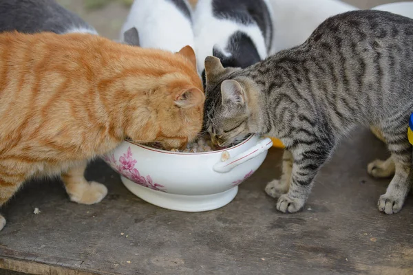 ホームレスの猫は 人間のボウルで路上で食べる 赤とグレーのタビー猫 — ストック写真