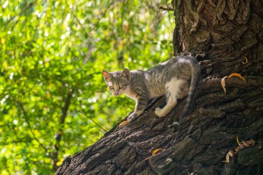 Güneşli bir günde yeşil yapraklarla pençelerini ağaca doğru çeken bir kedi yavrusu.