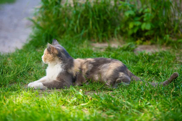 Tricolor Schöne Katze Liegt Gras Und Blickt Die Ferne — Stockfoto