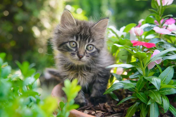Beautiful Tabby Kitten Sits Flowers Street Summer — Stock Photo, Image