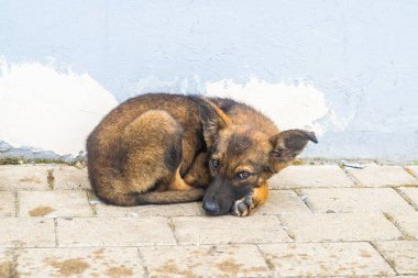 Terk edilmiş evsiz köpek yavrusu yalan söylüyor ve bakıyor